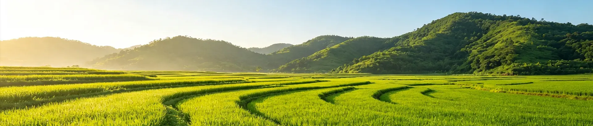 稻米文化
